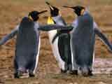 Imagem de A Ilha dos Pinguins