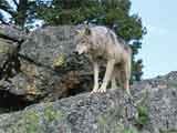 A Ascenso do Lobo Negro