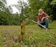 Imagem de As Cobras Mais Venenosas da Índia