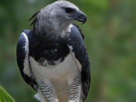 Imagem de A �guia Comedora de Macacos da Venezuela