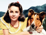 Imagem de A Coragem de Lassie