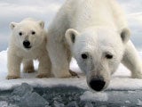 Urso Polar - Espies na Neve