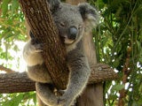 Hospital de Koalas