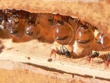 O Imprio das Formigas do Deserto