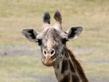 Imagem de Mama Twiga no Jardim do �den