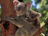 A Descoberta dos Koalas