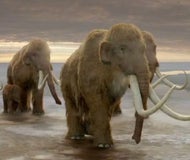 Imagem de Mamute Lanoso - Segredos no Gelo