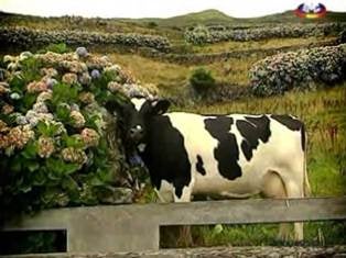 Imagem de Ilha das Flores - Açores