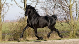 Cavalo Lusitano