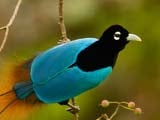 Imagem de Sedu��o Alada: As Aves do Para�so