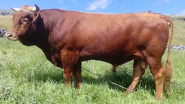 Imagem de Ramo Grande - O Gado Vermelho dos A�ores