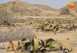 Imagem de Deserto do Namibe