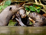 Imagem de Lontras-Gigantes do Amazonas