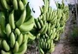 Bananas Moambicanas