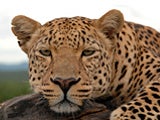 Imagem de O Leopardo Invis�vel