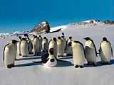 Imagem de Pinguins: Espiões na Multidão