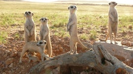 Imagem de Suricatas: Segredos de um Animal Famoso