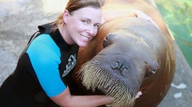 Imagem de Morsas: Uma Reprodu��o Dif�cil