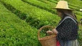 Imagem de A Colheita do Ch� e a Festa de S�o Miguel Arcanjo