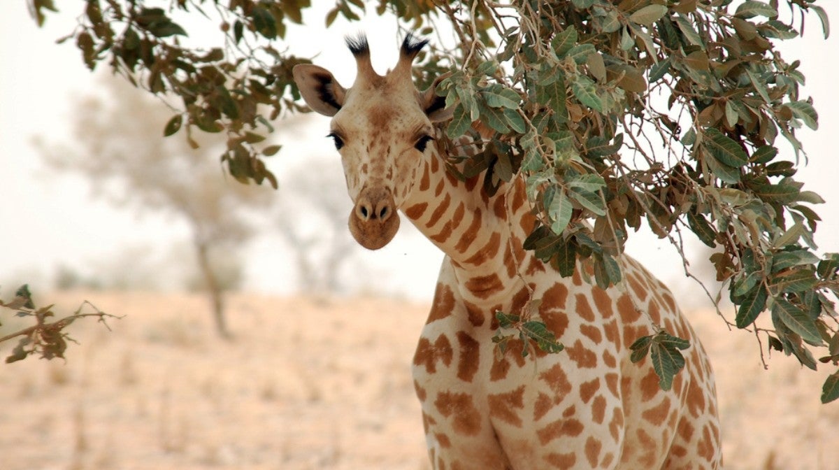 Proteo s Girafas Peraltas