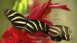 Imagem de Onde Nascem as Borboletas