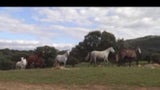 O Cavalo de Troia: Novas Provas - Documentários - RTP