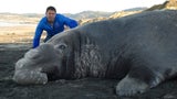 Siba gigante. #documentario #animaisincríveis #mundoanimal #documentar