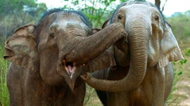 Sri Lanka: A Ilha dos Elefantes