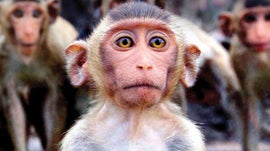 Imagem de Macacos a Nu