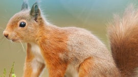 Imagem de Reino Selvagem