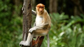 Imagem de Loango, A J�ia de �frica