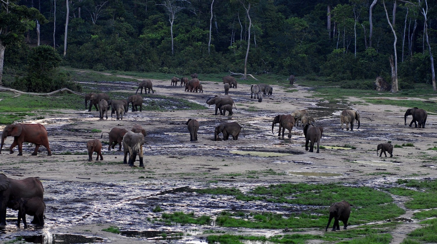 Imagem de Congo: O Coração Indomável