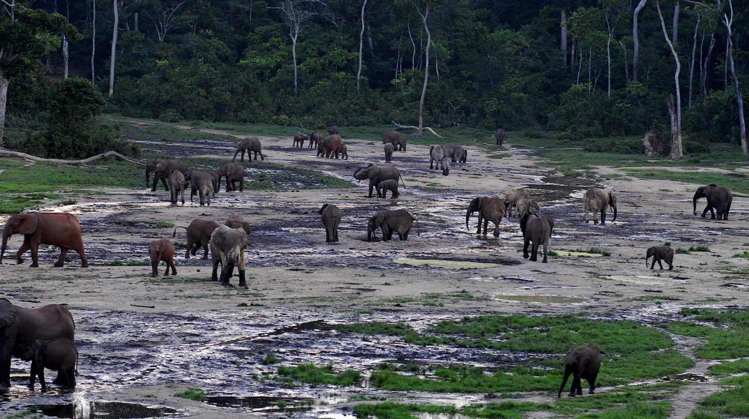 Congo: O Corao Indomvel