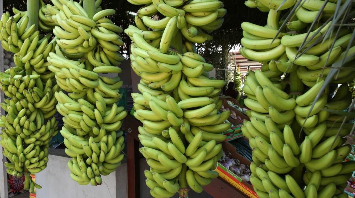 Sexta Edio da Feira da Banana em Angola