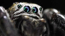 Imagem de Super Aranhas