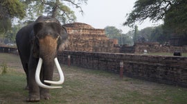 Imagem de Indochina Selvagem