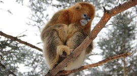 Imagem de O Jardim Secreto da China