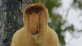 Imagem de Mal�sia, Aberra��es da Natureza