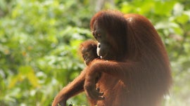 Imagem de Tail�ndia, Os Sobreviventes da Natureza