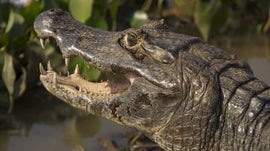 Imagem de Pantanal - Cora��o Selvagem do Brasil