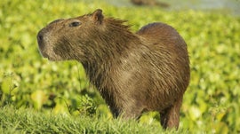 Imagem de Venezuela - Os Tesouros Selvagens de El Dorado