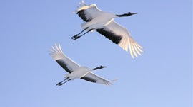 Imagem de Nascido para Voar