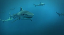 Imagem de Tubar�o-Touro