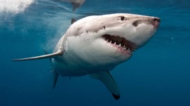 Imagem de Tubar�o Branco: Alerta Vermelho