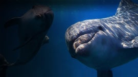 Imagem de Golfinhos: Mais Beleza Que Intelig�ncia