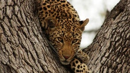 Imagem de Parque Nacional Kruger, �frica do Sul