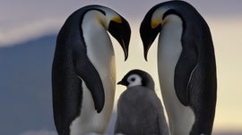 Imagem de Ant�rtida: Hist�rias do Fim do Mundo