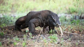 Imagem de Komodo, A Terra dos Dragões