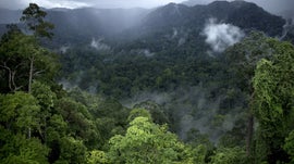 Imagem de No Cora��o da Vida Selvagem de Born�u