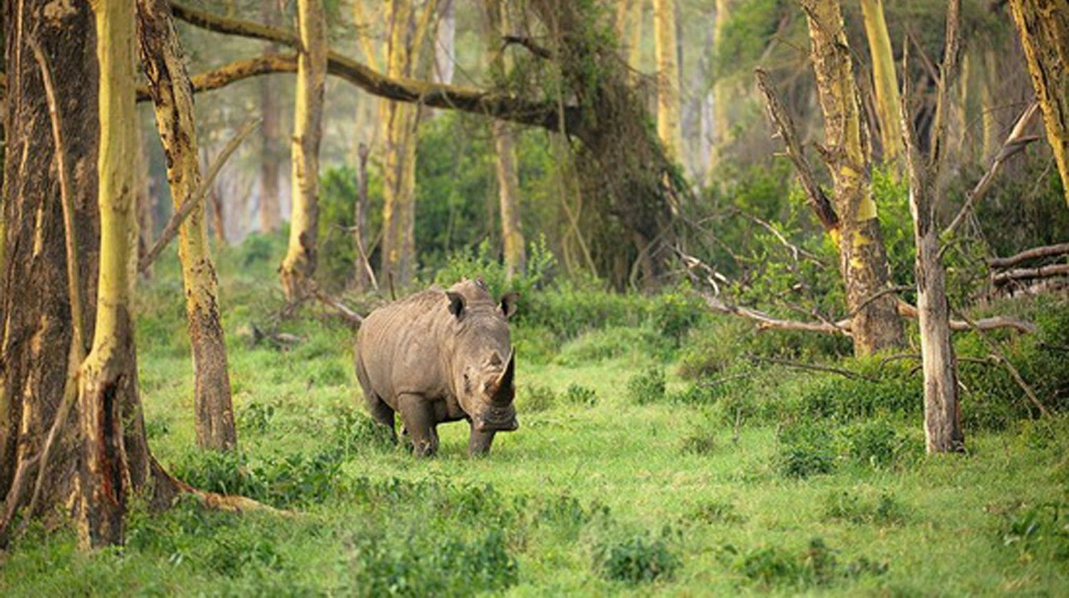 Imagem de Parque Nacional de Ujong Kulon, Indonésia